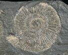 Dactylioceras Ammonites - Posidonia Shale #11130-1